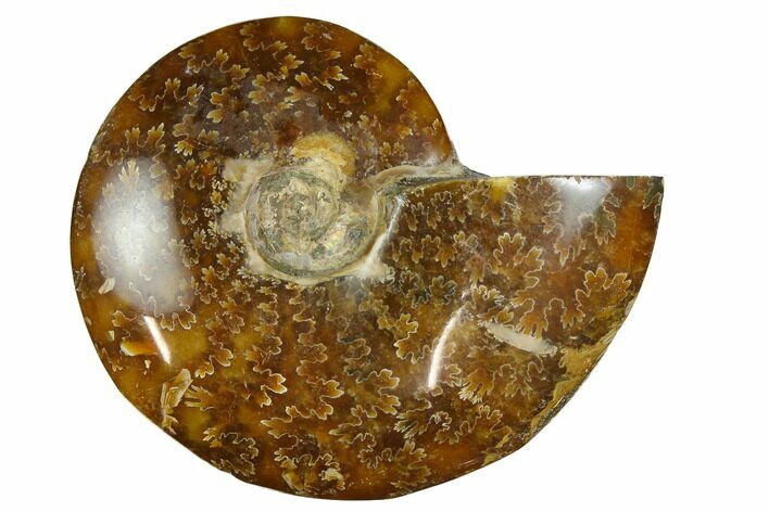 Polished, Agatized Ammonite (Cleoniceras) - Madagascar #164144